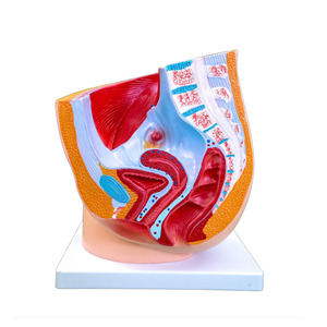 Modelo Anatómico de Pelvis Femenina Humana de PVC Avanzado, Sección 1, para Educación Médica y Científica - Product Image 2