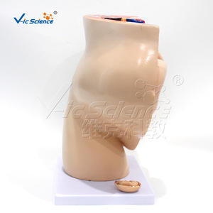 Modèle de grossesse avec fœtus à terme, modèle anatomique de grossesse féminine, modèle médical pelvien fœtal - Product Image 4