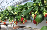 Gouttière de culture hydroponique pour fraises, gouttière NFT