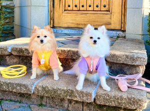 Correa y Arnés para Mascotas (Perros y Gatos) con Dispensador de Bolsas para Excrementos, Recubrimiento de PVC Súper Resistente, Impermeable y Fácil de Limpiar - Product Image 5
