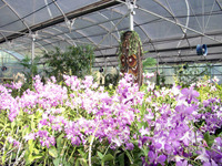Différentes fleurs, telles que les Phalaenopsis, les orchidées