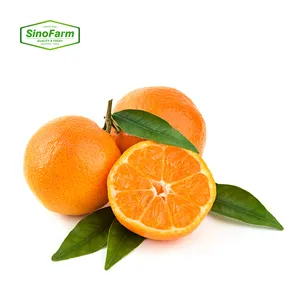 2023 New Season Siofarm Brand Fresh Citrus Orange Fruit From China Fresh Mandarin Sweet Oranges For Sale