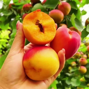 Pollen de pollinisation d'arbres à abricots spécifiques aux vergers |   Haute vitalité et pollinisation facile |   En stock pour la vente en gros - Product Image 5