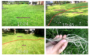 Bensulfuron-metil 30% WP, Pesticida <span class=keywords><strong>para</strong></span> Arrozales, <span class=keywords><strong>Herbicida</strong></span> Sistémico Anual <span class=keywords><strong>para</strong></span> Hojas Anchas y <span class=keywords><strong>Hierbas</strong></span> Danosas - Product Image 4