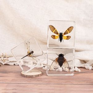 Espécimen de Mariposa Real en Resina, Artesanía Artística, Decoración, Regalo, Recuerdo, Adorno Creativo - Product Image 4