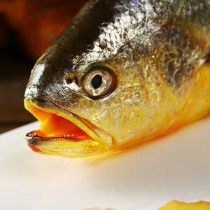 Corvina Amarilla Grande Congelada de Aguas Profundas, Envasada al Vacío, 10 kg, Grado A, Marca Woody, Venta al por Mayor - Product Image 4