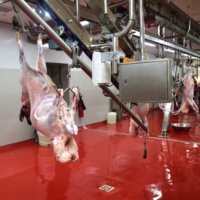 Abattoir de Chèvre et de Mouton de 150 Têtes par Jour pour Usine d'Abattage