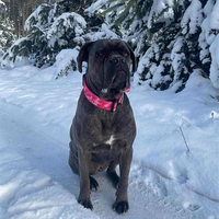 Collier de chien en nylon tactique extérieur personnalisé en nylon de luxe résistant à la sublimation pour l'entraînement des chiens