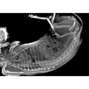 Giá bác sĩ thú y x Ray hệ thống máy quét thú y Dog Cat chẩn đoán <span class=keywords><strong>radiology</strong></span> X-Ray Hình ảnh máy - Product Image 6