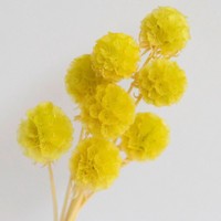 Roze geconserveerde Pristimera windmolenbladeren gedroogd fruit Scabiosa bloemknoppen - 5 stelen voor Kerstmis, afstuderen, Valentijnsdag, Pasen