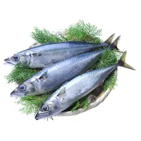 High quality popular Japanese fish fillet mackerel saba for sale