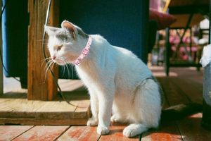 Manufacturer Wholesale Custom logo Nylon Cat Collar with <b>Bell</b> - Product Image 6