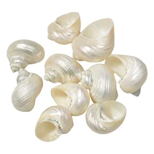 Nautische Zee Schelp voor DIY fashion Seashell sieraden