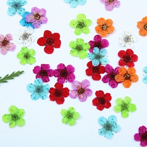 Fleurs séchées naturelles de Mignonnette, fleurs pressées véritables pour bijoux, bougies, cartes, bricolage et résine - Product Image 3