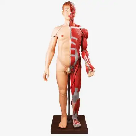 Músculos do corpo humano com orgânicos internos, tamanho da vida, modelo de anatomia do corpo inteiro humano