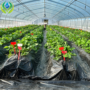 Serre tunnel MYXL invernadero en plastique à faible coût pour les plantes - Product Image 2