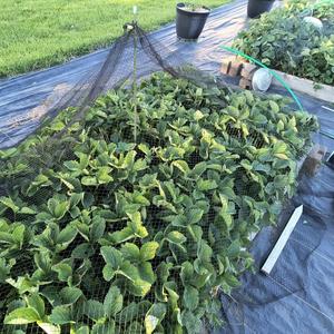 רשת פלסטיק חקלאית להגנה מפני ציפורים וברד, כיסוי לחקלאות, ענבים, עצי תפוח ועצים אחרים - Product Image 6