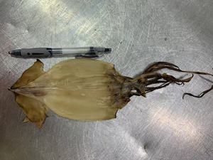 Personalizzazione all'ingrosso <span class=keywords><strong>Calamari</strong></span> secchi congelati con testa di seppia frutti di mare spuntini freschi originali <span class=keywords><strong>Calamari</strong></span> vendita calda snack - Product Image 5