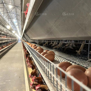 가금류 농업 장비 레이어 닭고기 계란 수집 시스템 10000 레이어 닭 자동 가금류 농장 새 케이지 판매 - Product Image 1