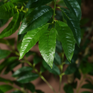ต้นปาชิราอควาติก้าประดิษฐ์ขนาดใหญ่ สไตล์ธรรมชาติ ทำจากพลาสติก ใบไม้สีเขียว ตกแต่งบ้าน ทนทาน เป็นมิตรกับสิ่งแวดล้อม - Product Image 4