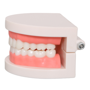 Nuovo modello di insegnamento orale modello dentale <span class=keywords><strong>Standard</strong></span> dentale insegnamento modello dentale - Product Image 6