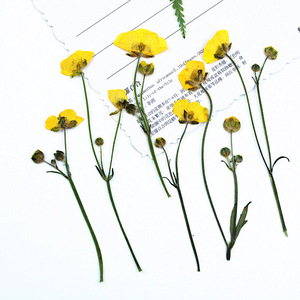 Fleurs de marguerite jaunes miniatures séchées et pressées avec tiges pour scrapbooking, marque-pages, décoration, résine, coques de téléphone, artisanat - Product Image 4