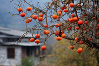 Kaki jaune frais de haute qualité, goût naturellement sucré, non astringent, export en vrac, vente en gros, origine Chine