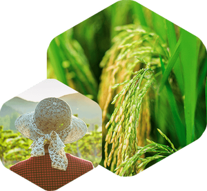 Organosilikon-Tenside Niedrige Oberflächen spannung als Adjuvantien für Agroche mik alien - Product Image 4