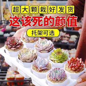 Succulent Plants Potted Indoor Outdoor Decorative Gift Round Plastic Container Factory Direct Large Beautiful Cute - Product Image 5