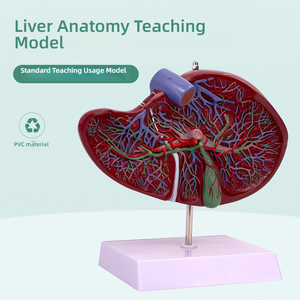 Modelo de PVC de Educación Médica de anatomía humana del hígado <span class=keywords><strong>y</strong></span> la vesícula biliar para entrenamiento de <span class=keywords><strong>cirugía</strong></span> digestiva en medicina <span class=keywords><strong>y</strong></span> escuelas - Product Image 2