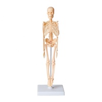 Juguete educativo para niños, juguete educativo de aprendizaje de anatomía, esqueleto, estructura del cuerpo humano, 2021