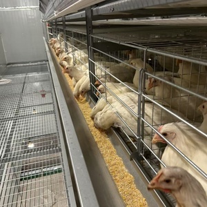Équipement de ferme avicole de ponte de poulet automatique de type H nouvel état Cages pour animaux de poulet oeuf bon pour les <span class=keywords><strong>oiseaux</strong></span> de <span class=keywords><strong>cage</strong></span> de poussin d'un jour - Product Image 6