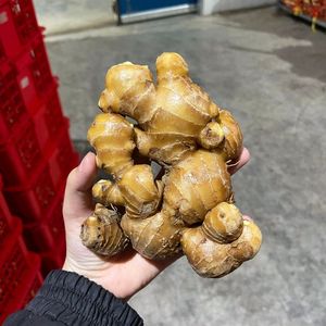 Premium Quality Fresh Ginger Vietnam | Raíz Orgánica Aromática Exportación Proveedor Mayorista - Product Image 4