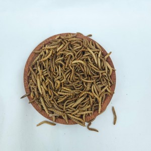 Suministro a Granel de <span class=keywords><strong>Gusanos</strong></span> de Harina Amarillos Congelados Frescos, Proteína de Insectos Natural Sin Aditivos, Alimento para Mascotas - Product Image 6