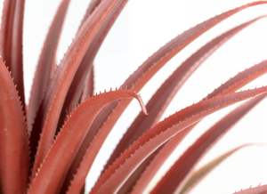 Precio barato de fábrica 66CM 26 pulgadas 61 hojas bonsái realista grande rojo Artificial <span class=keywords><strong>Aloe</strong></span> <span class=keywords><strong>Vera</strong></span> planta Faux <span class=keywords><strong>Agave</strong></span> con maceta negra mate - Product Image 2