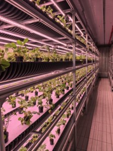 Serre de culture verticale hydroponique automatique Seedafarm pour légumes, conteneur de 40 pieds, usine de plantes contrôlée par PLC avec arrosage automatisé - Product Image 4