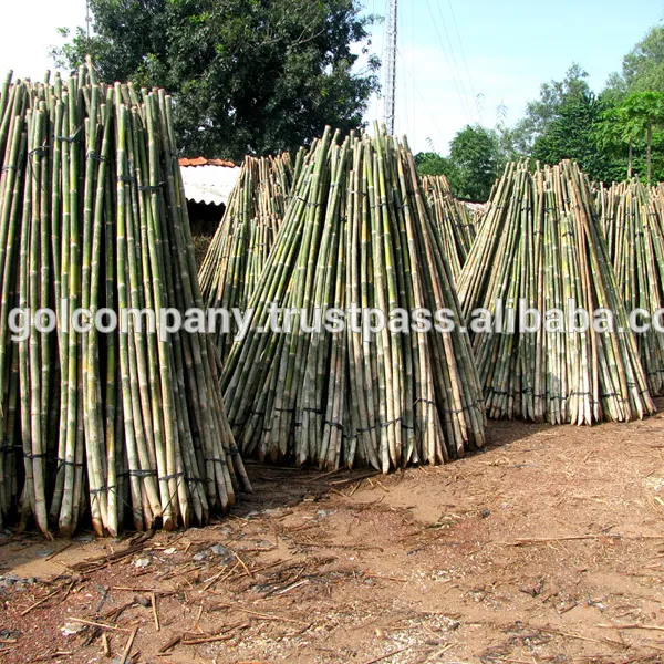 [Atacado] materiais primas de bambu-haste de bambu de bambu natural/fio de bambu/rolo de bambu/