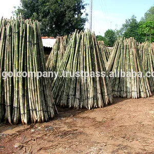 [Toptan] bambu hammadde doğal Tam Vong bambu direk katı/bambu saz/bambu rulo/