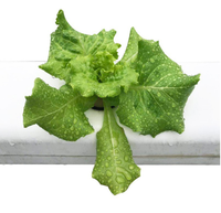 Système de culture hydroponique NFT en PVC isolant thermiquement 100x60mm pour la culture de légumes en ferme, jardin domestique