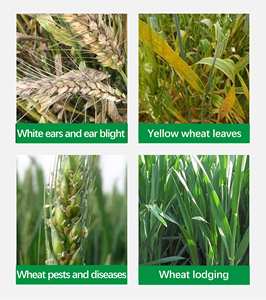 سائل عضوي القمح ، حمض أميني قابل للذوبان في الماء ، تقوية شتلات النباتات ، تأصيل زيادة الإنتاجية ، السكن - Product Image 4