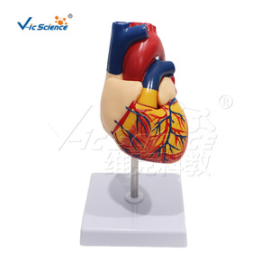Modèle de cœur humain non marqué, d'apparence naturelle, fabriqué en PVC écologique, échelle 1:1, pour l'enseignement médical. - Product Image 5