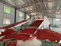 Automatische Chili-droger - Voedselveilige roestvrijstalen gaasbanddroger met PLC-besturingssysteem, hoge vermogens 18kW voedselverwerkingsapparatuur