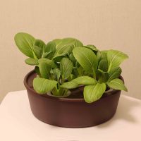 Système d'arrosage automatique pour plantes en pot, capteur d'humidité à aspiration d'eau automatique, pot de fleurs idéal pour la maison, le bureau, le jardin, la cour