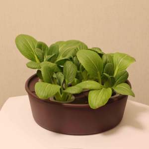 Sistema di Auto-Irrigazione per Piante in Vaso con Sensore di Umidità e Aspirazione Automatica dell'Acqua, Ideale per Casa, Ufficio, Giardino, Cortile - Product Image 5