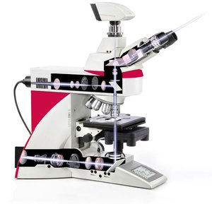 Microscopes verticaux DM4B et DM6B optimisés pour l'imagerie des tissus et des spécimens végétaux, ainsi que pour la pathologie - Product Image 6