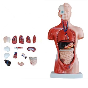 Torso anatómica de buena calidad, 26 cm, 15 piezas, modelo de la visera humana - Product Image 1