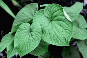 Üretici Kava özü tozu, Kavalactones <span class=keywords><strong>30</strong></span>%-70%, Kava özü tozu P.E. - Product Image 4