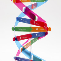 Modèle biologique de structure de molécule d'ADN, modèle moléculaire d'ADN coloré, jouet éducatif
