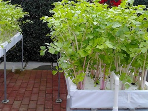 Casa verde nft tubo hidropónico hongo invernadero granja - Product Image 3