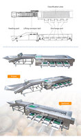 Multifunctionele aardappel- en uiensorteermachine, fruit- en groentesorteermachine, kersensorteermachine, rolgrader